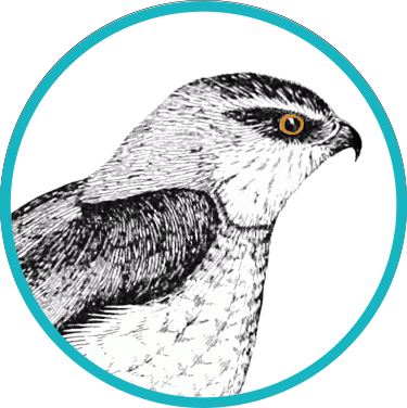 gos-hawk